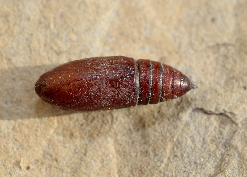 Identificazione crisalide di falena - Mniotype sp., Noctuidae